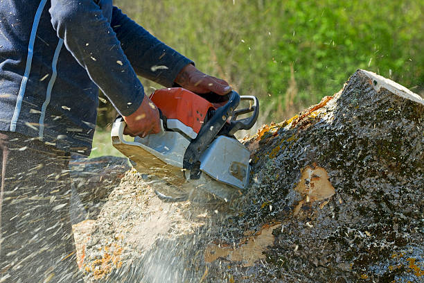 Best Residential Tree Removal  in Spencerville, OH